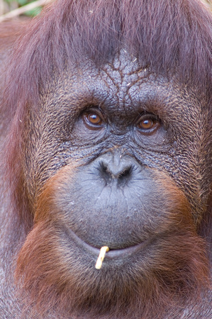 Lucy the Orangutan