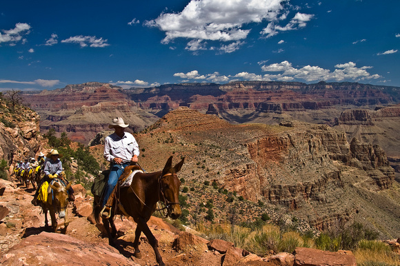 Mules ascending at the Grand Canyon