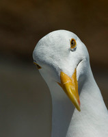 A curious Western Gull