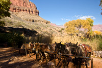 Grand Canyon - mule trip