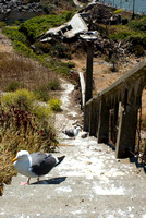 Family of Gulls on steps
