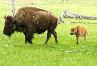 Yellowstone  bison