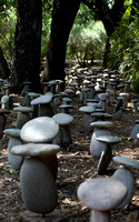 rock mushrooms