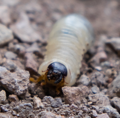 I still have no idea what this is - probably a very large moth larvae.  This thing was 2-3 inches long