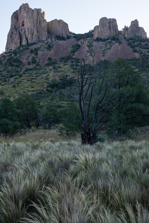 Stipa grass in the Chisos Mountains