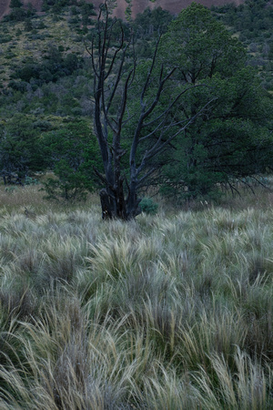 Stipa grass in the Chisos Mountains