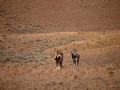 Yellowstone Wolves 2011