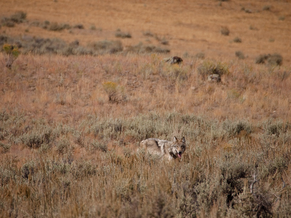 Two young wolves of the Blacktail Pack