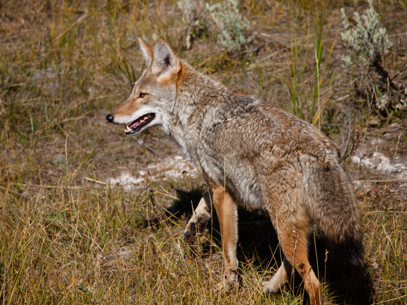Coyote in Lamar Valley