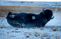 Wallowing Buffalo