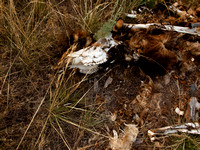 Carcass by Crevice Lake - Black Canyon of the Yellowstone