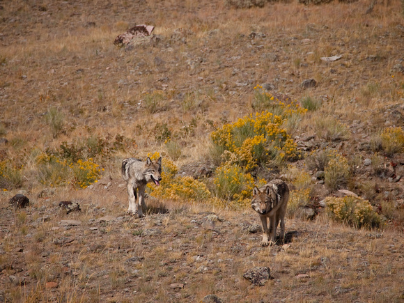 Two young wolves of the Blacktail Pack