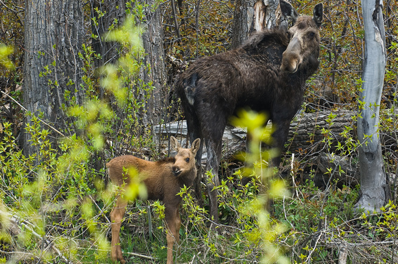 Moose, Grand Teton National Park