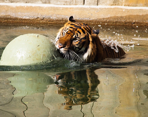 Tiger in water, National Zoo