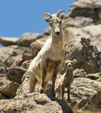 Goats on Mt Evans, Colorado