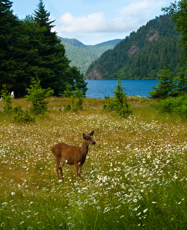Deer in flower field, Olympic National Park