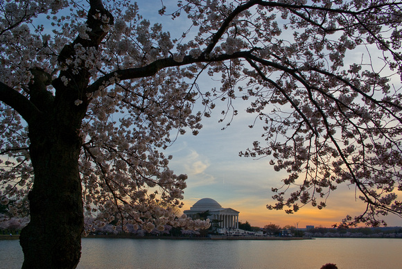 Tidal basin with cherry blossoms, Washington DC