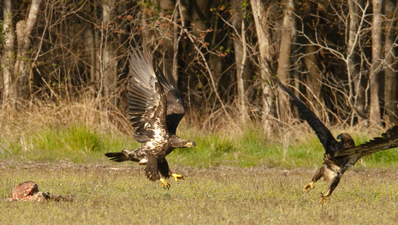 Two juvenile bald eagles on deer carcass, Blackwater National Wildlife Refuge