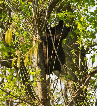 Black bear cub, Shenandoah National Park