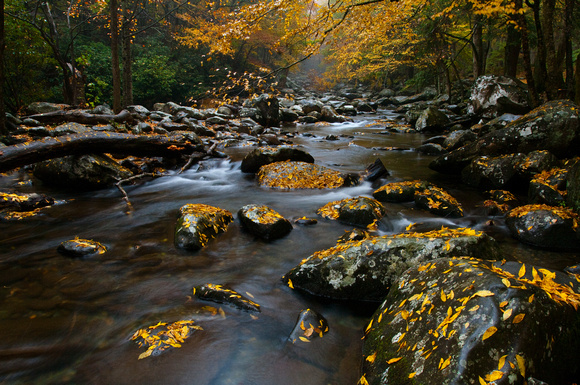 Riverside in great Smoky National Park