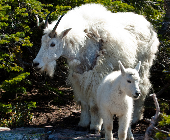 Goats in Glacier National Park, WY