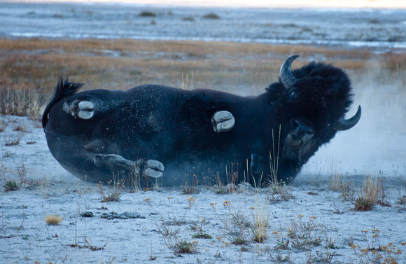 Wallowing buffalo, Yellowstone National Park