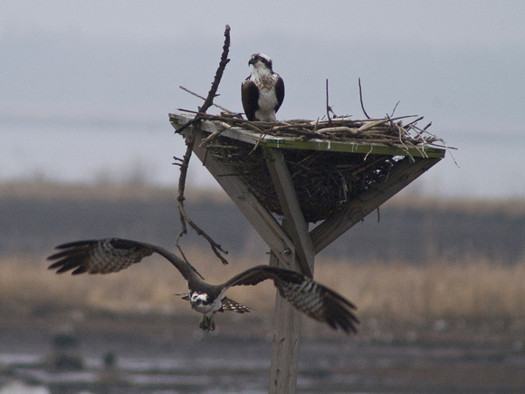 Osprey and Nest, Blackwater National Wildlife Refuge