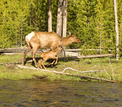 Mother and calf, Yellowstone National Park