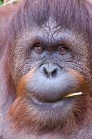 Lucy the Orangutan