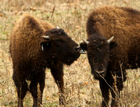 Bison at Land Between the Lakes