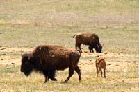 Buffalo near Zion