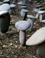 rock mushrooms
