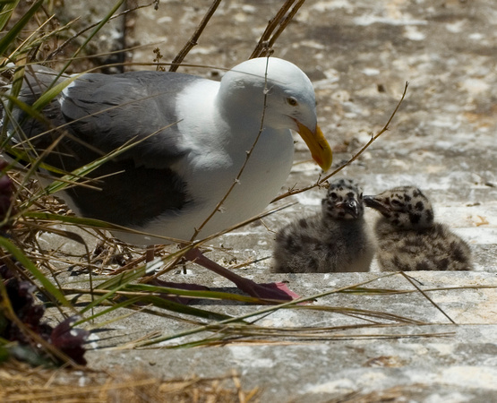 Gull parent and chicks